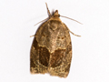 Clepsis dumicolana